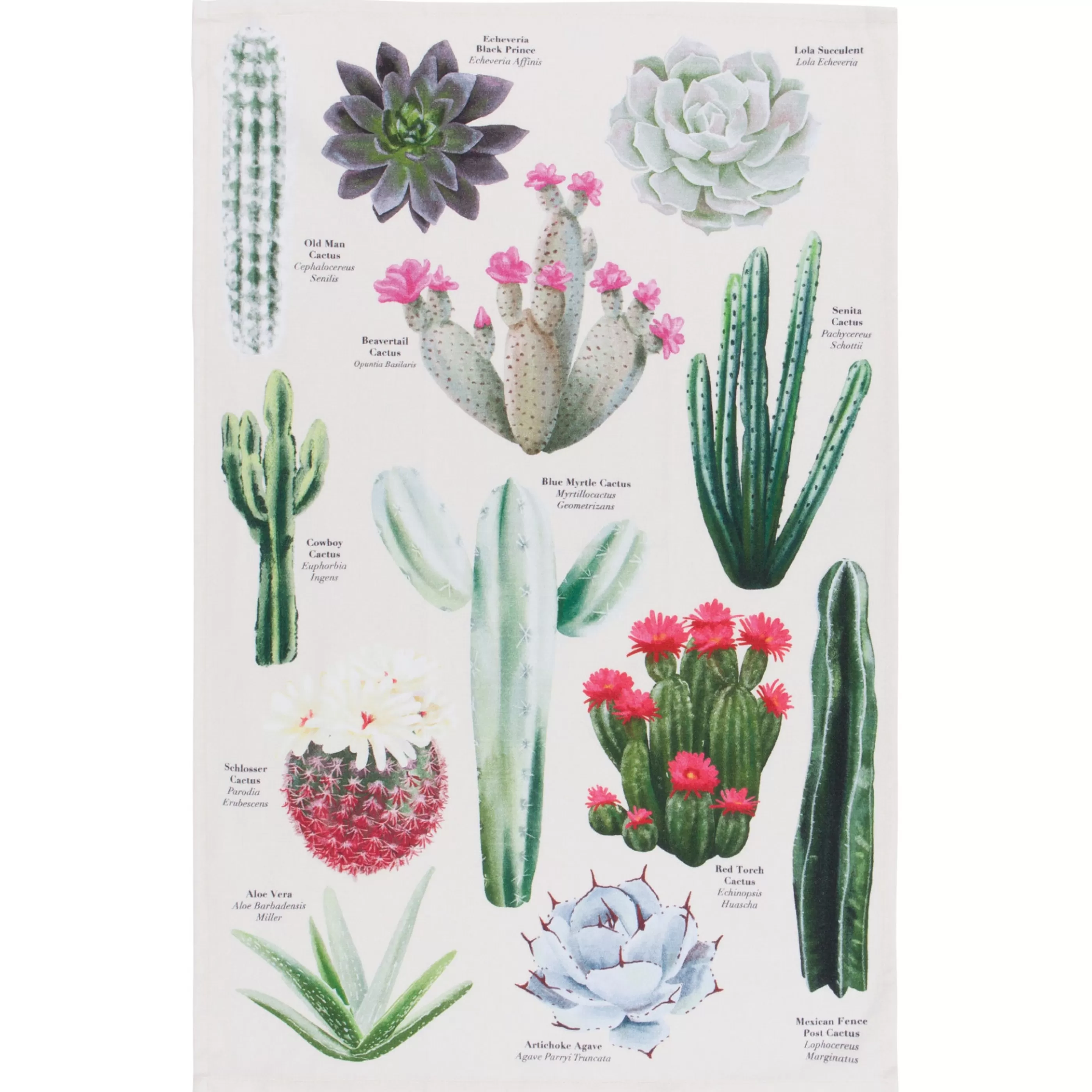 Danica Kitchen & Dining>Botanical Cacti Tea Towel